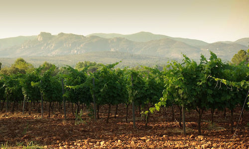 Domaine Saint Roman d'Esclans