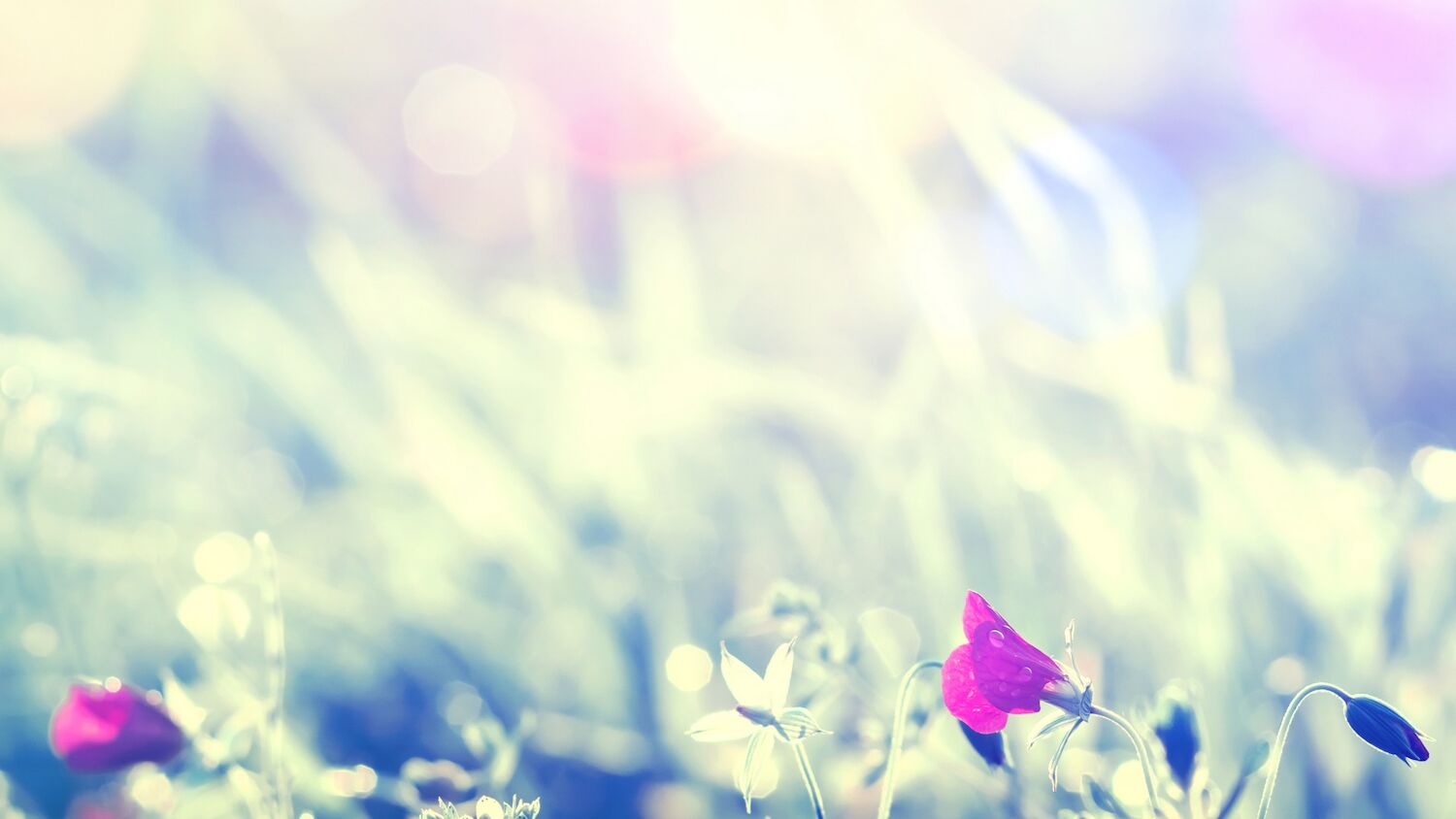 {$page->image->description}